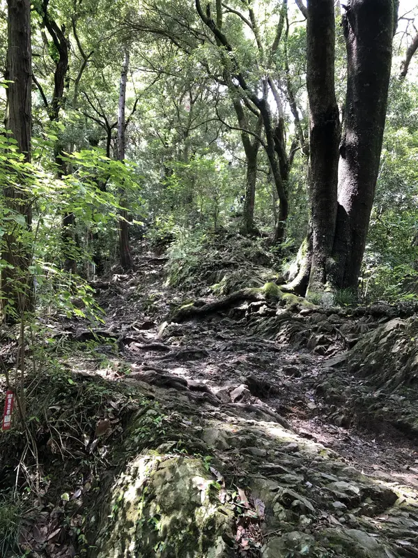 Step photo